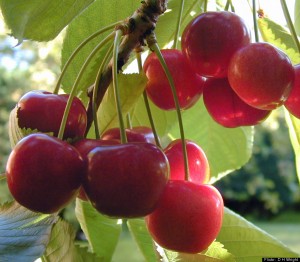 cherry ビタミン豊富なサクランボ