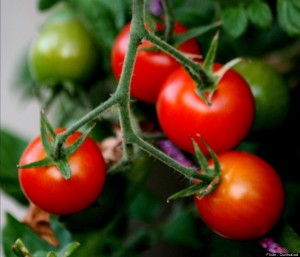 tomatoes リコピンを含むトマト